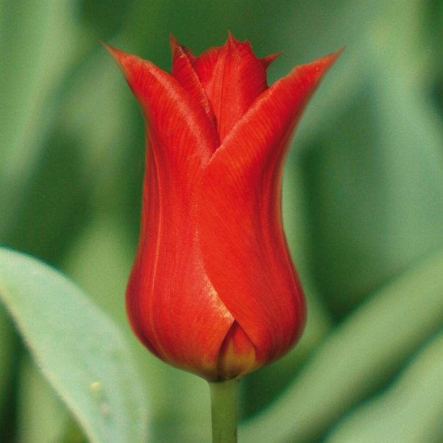 Тюльпан исаак шик фото и описание