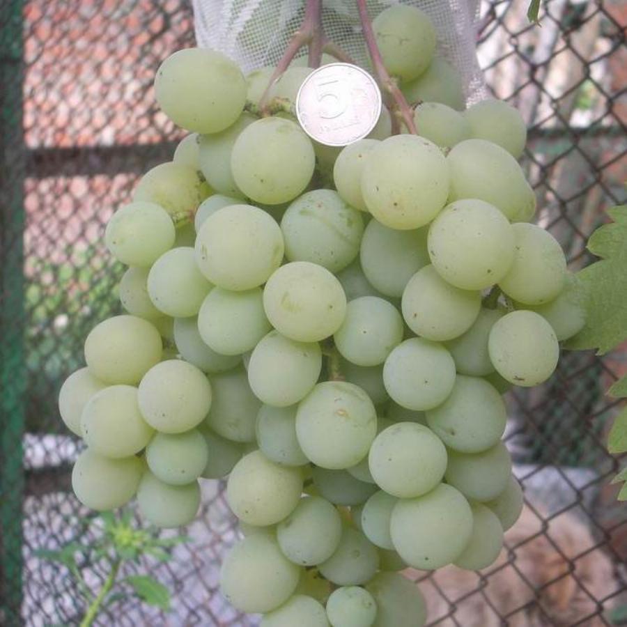 Виноград талисман фото и описание сорта
