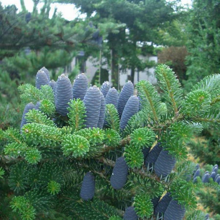 Пихты корейские сорта фото. Пихта корейская Abies Koreana. Пихта корейская Абиес Кореана. Пихта корейская Blauer Pfiff. Пихта корейская Фастигиата.