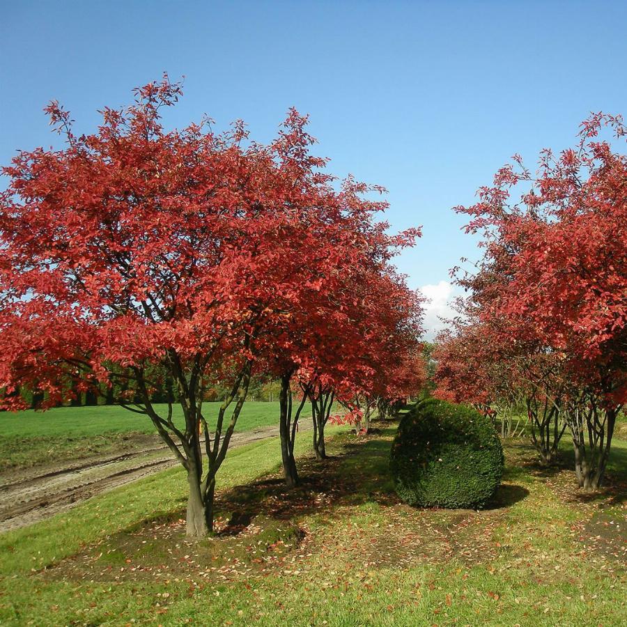 Ирга ламарка. Ирга Ламарка (Amelanchier lamarckii). Клен Гиннала куст. Ирга канадская (Amelanchier canadensis). Клен Гиннала цветение.