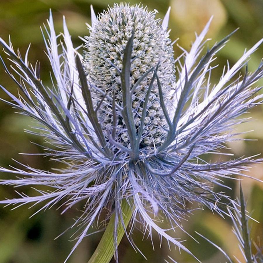 РЎРёРЅРµРіРѕР»РѕРІРЅРёРє Eryngium alpinum