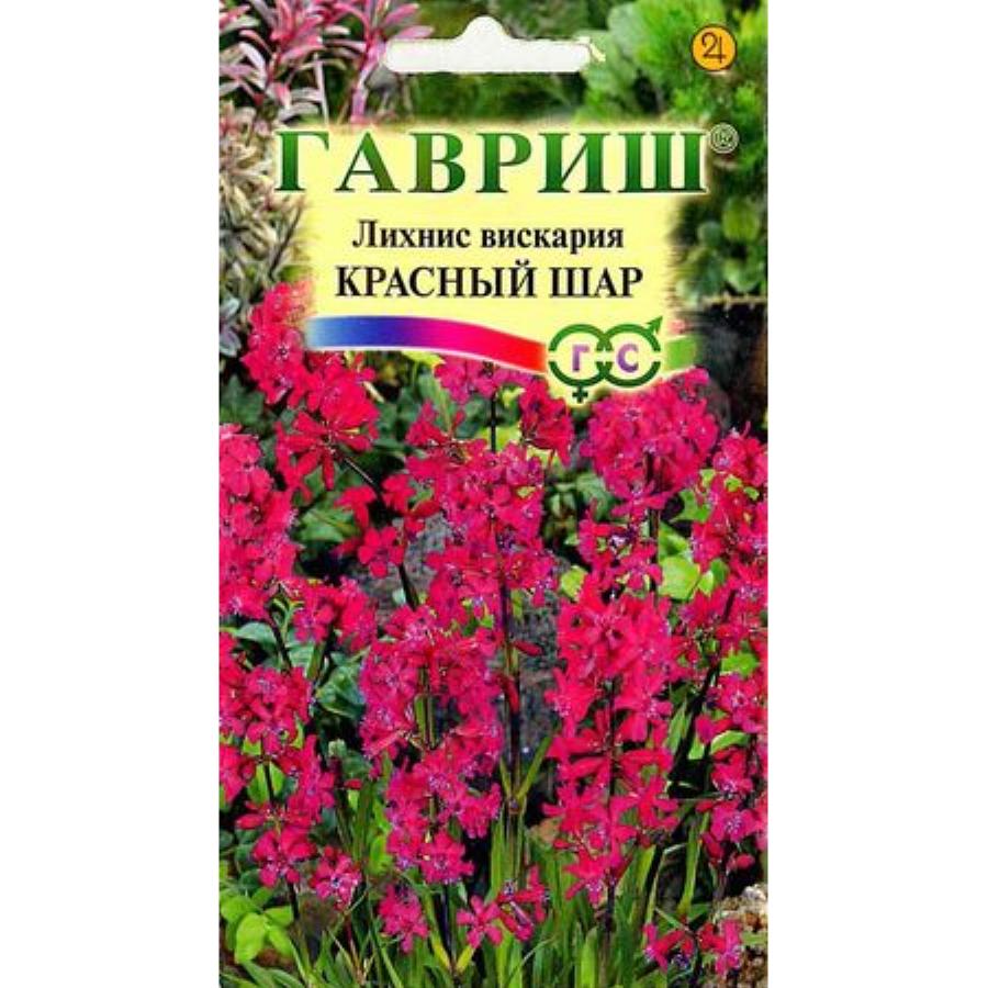 Лихнис семена. Лихнис Вискария. Лихнис Вискария многолетний. Лихнис халцедонский Зорька 0,1г Гавриш. Лихнис Розетта многолетний.