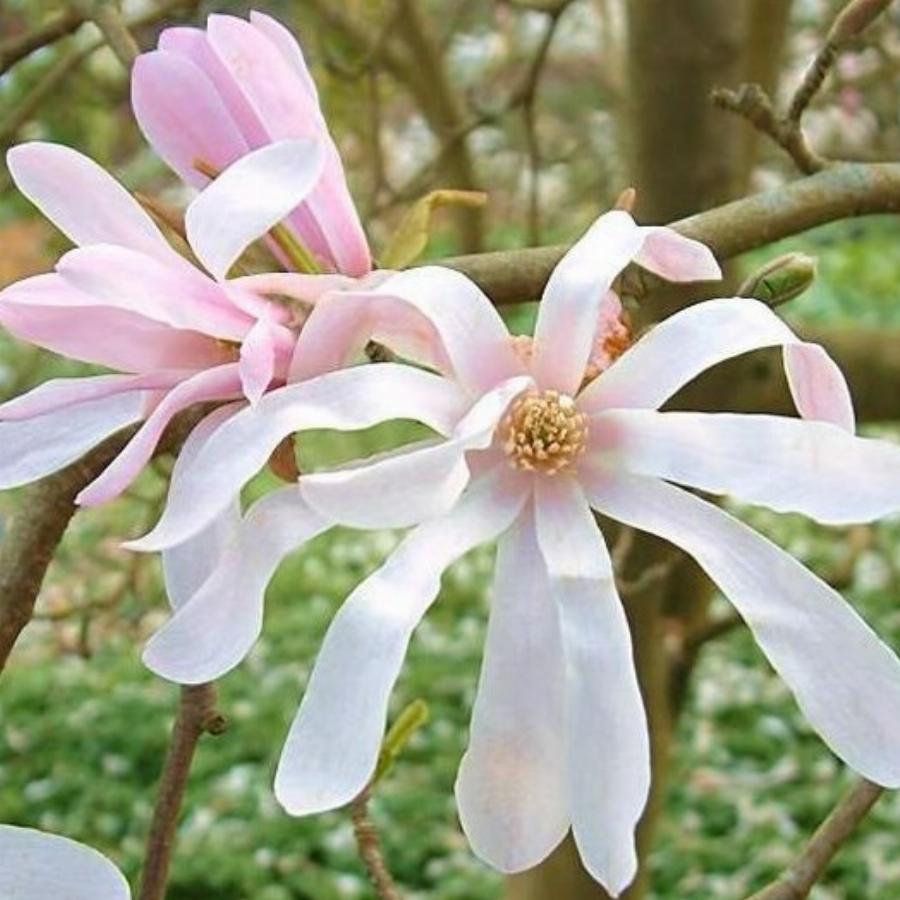 Magnolia Loebneri Mag S Pirouette Купить