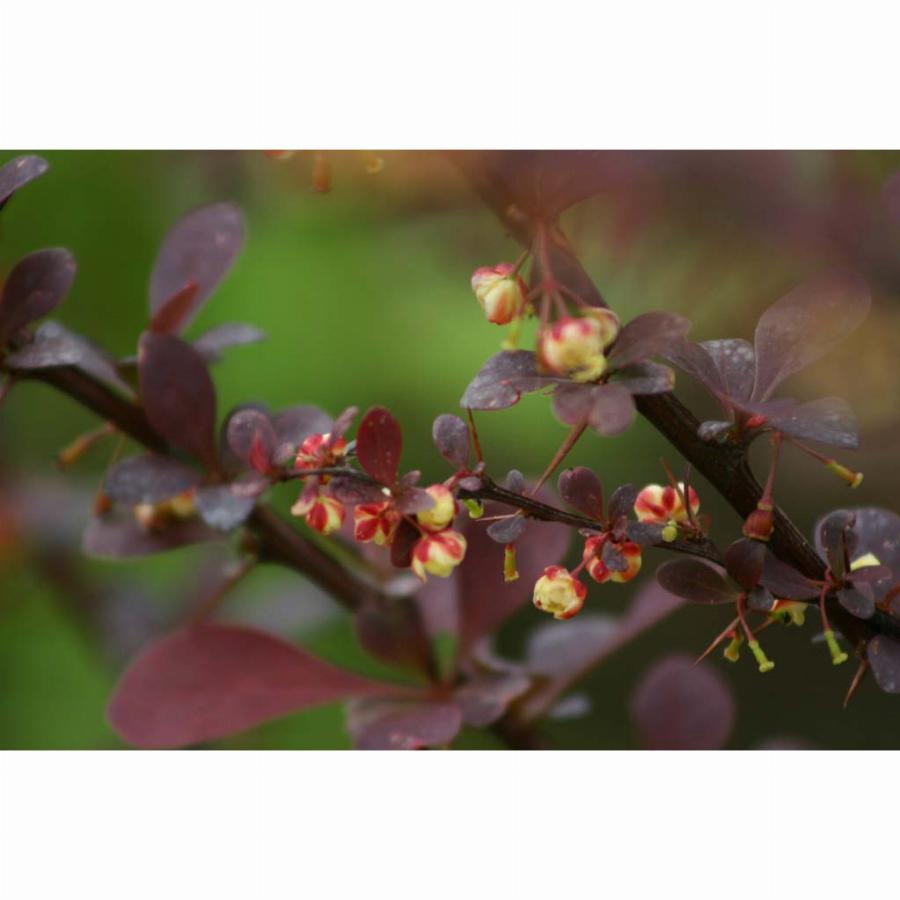 Барбарис атропурпуреа. Барбарис Атропурпуреа Нана. Барбарис Atropurpurea Nana. Барбарис Тунберга Атропурпуреа с5. Барбарис Тунберга Атропурпурея Нана p9 туб..