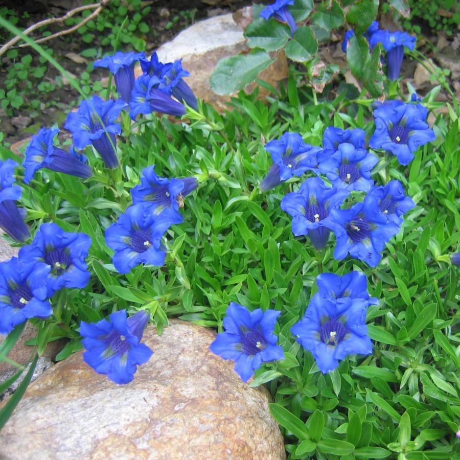 Садовые Цветы Синего Цвета