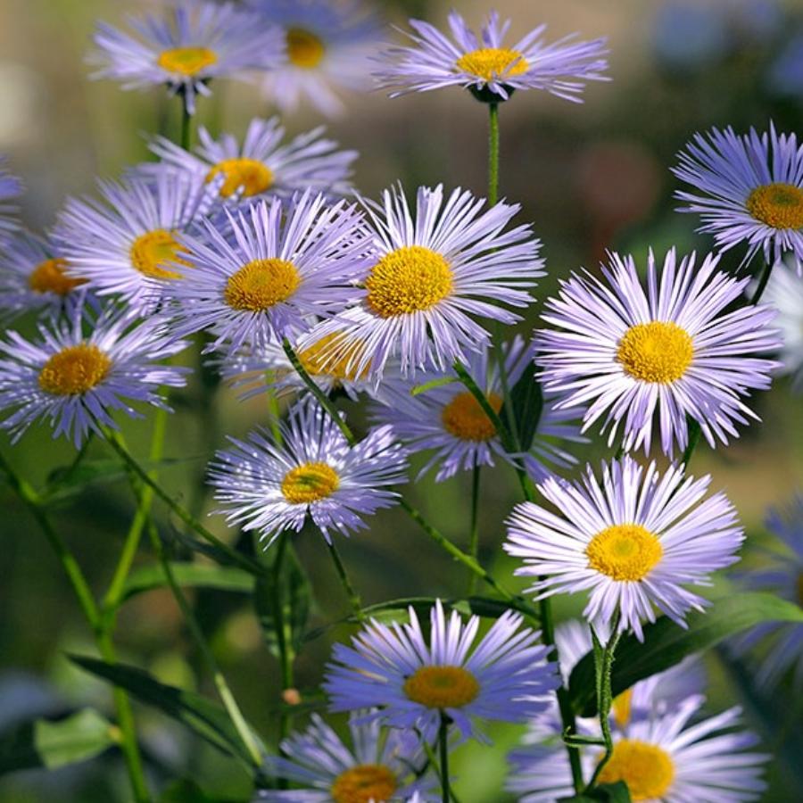 Астра Ромашковая Aster amellus