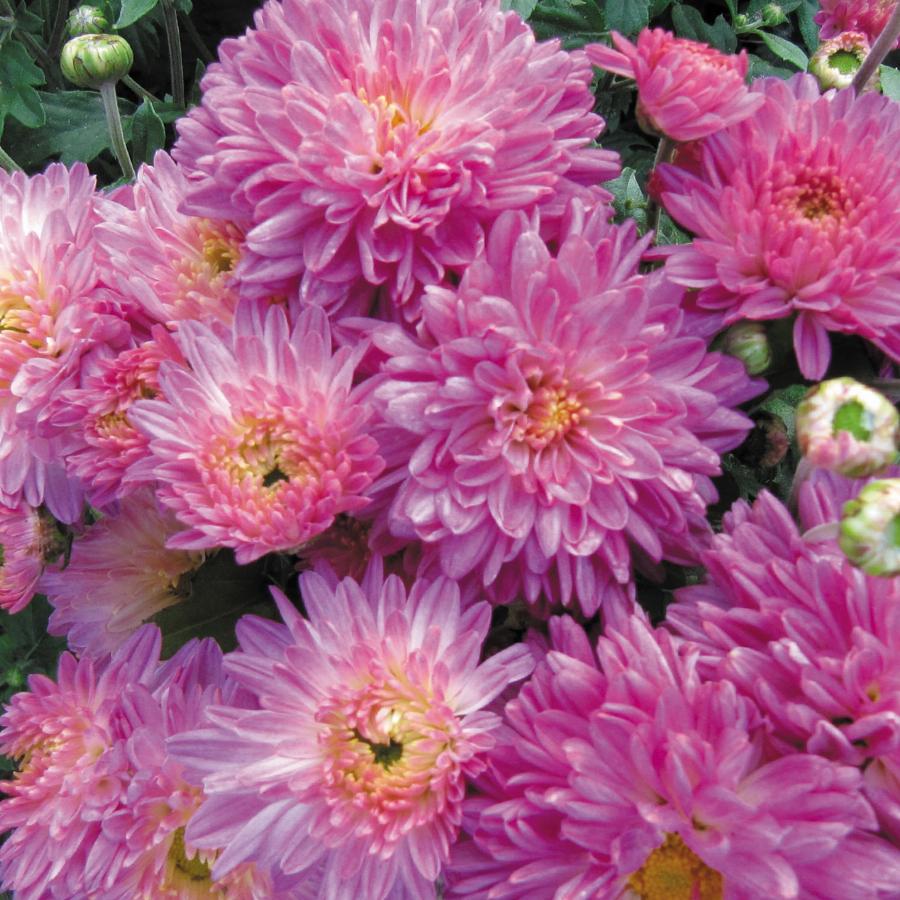 Хризантема розовые щечки фото и описание