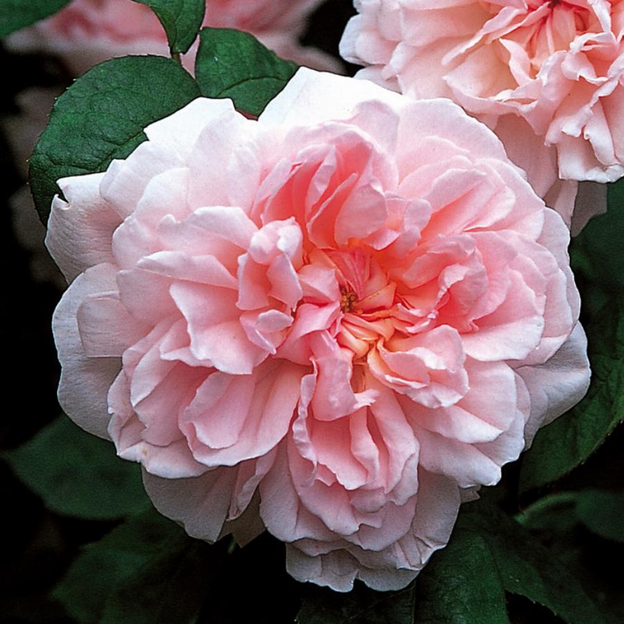 Роза Eglantine Austin англ розовая