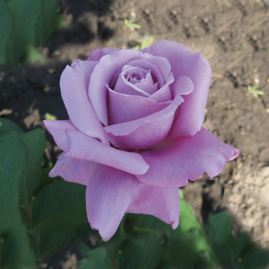 Роза голубой нил фото