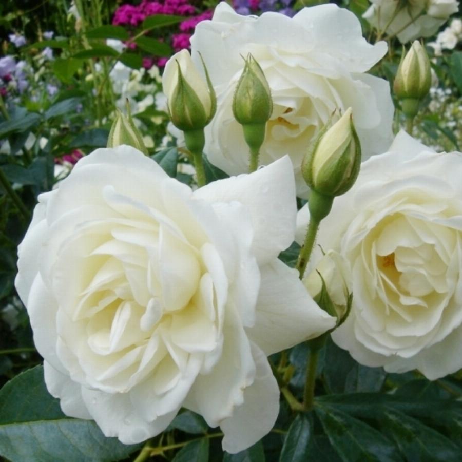 Роза флорибунда сорт шнеевитхен фото и описание
