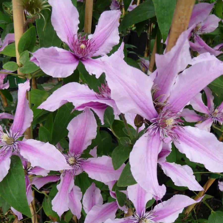 Clematis Rose роза