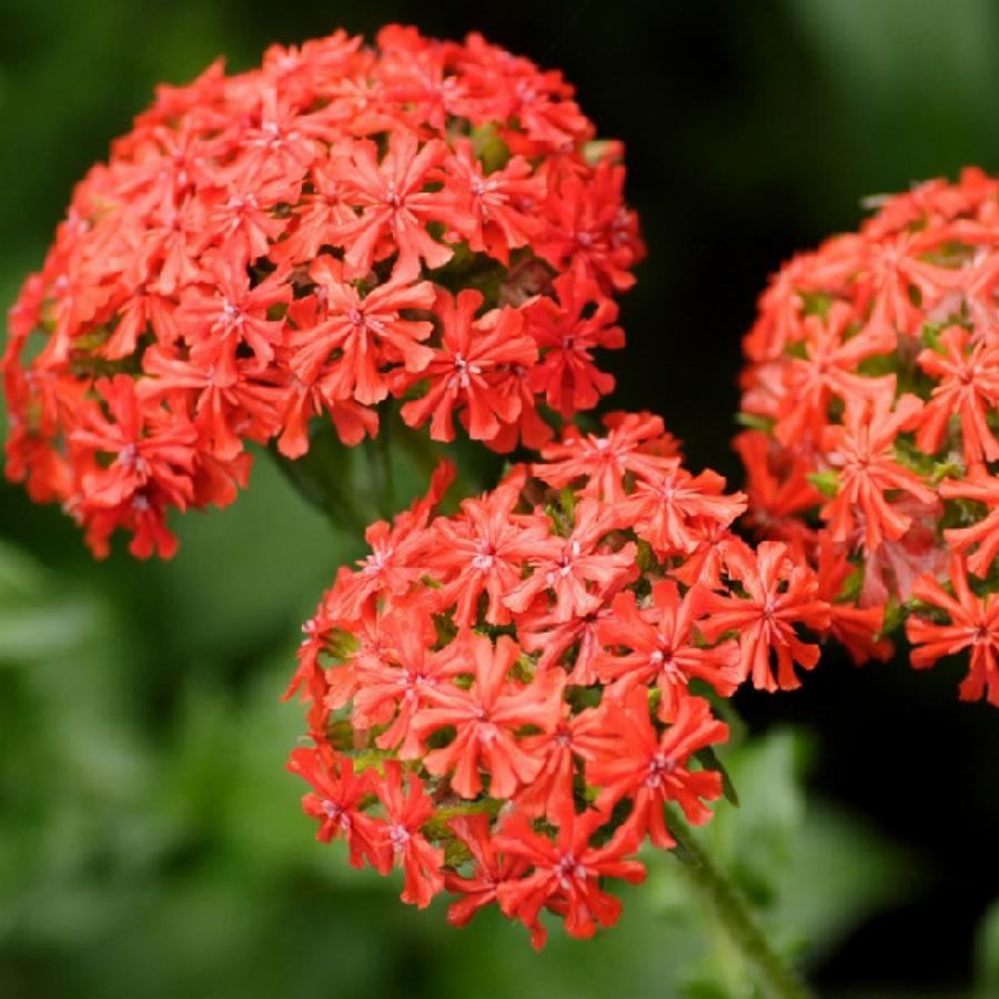мелкие красные цветы название и фото