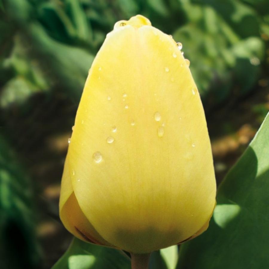 Тюльпан голден апельдорн фото и описание