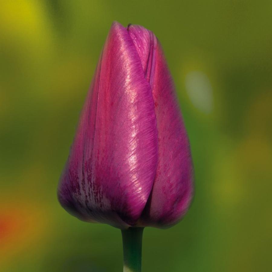 Тюльпан негрита дабл фото и описание