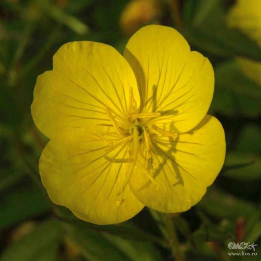 Желтый ароматный цветок