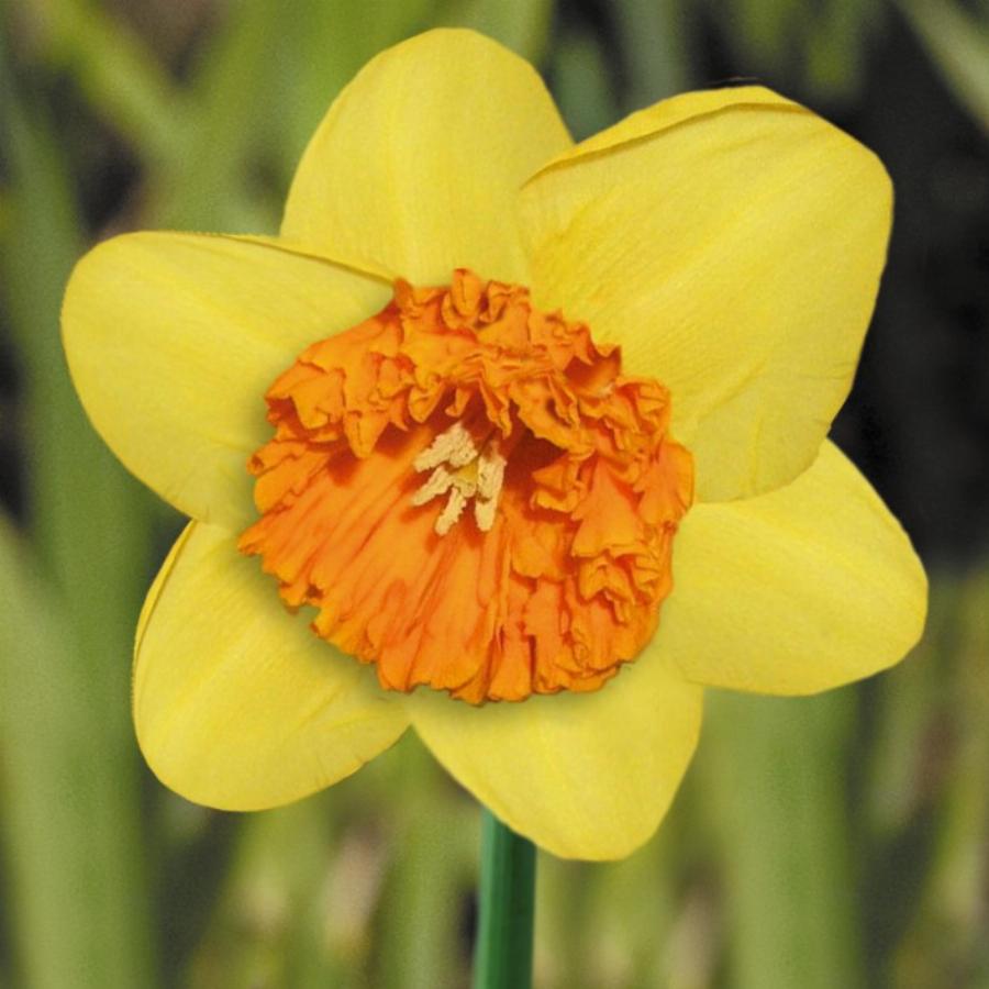 Daffodil Princess 2022