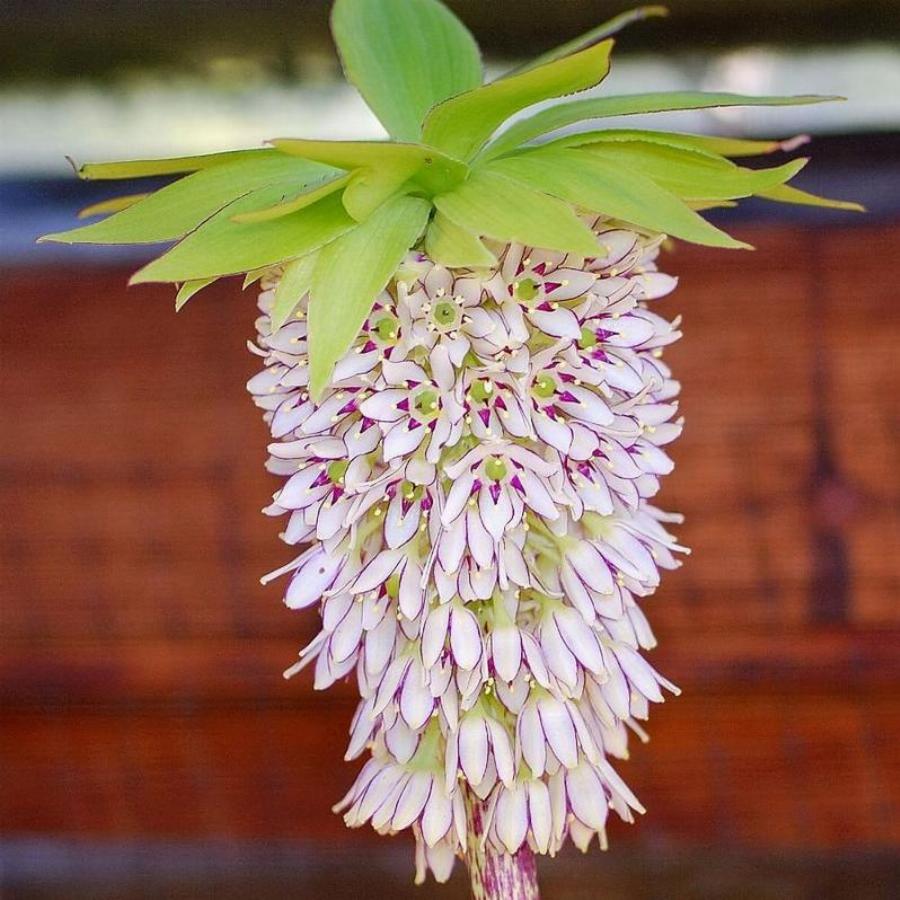 Эукомис - необычный цветок в моем саду