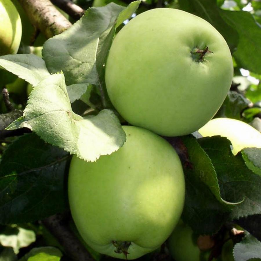 Ранние яблоки сорта названия и фото