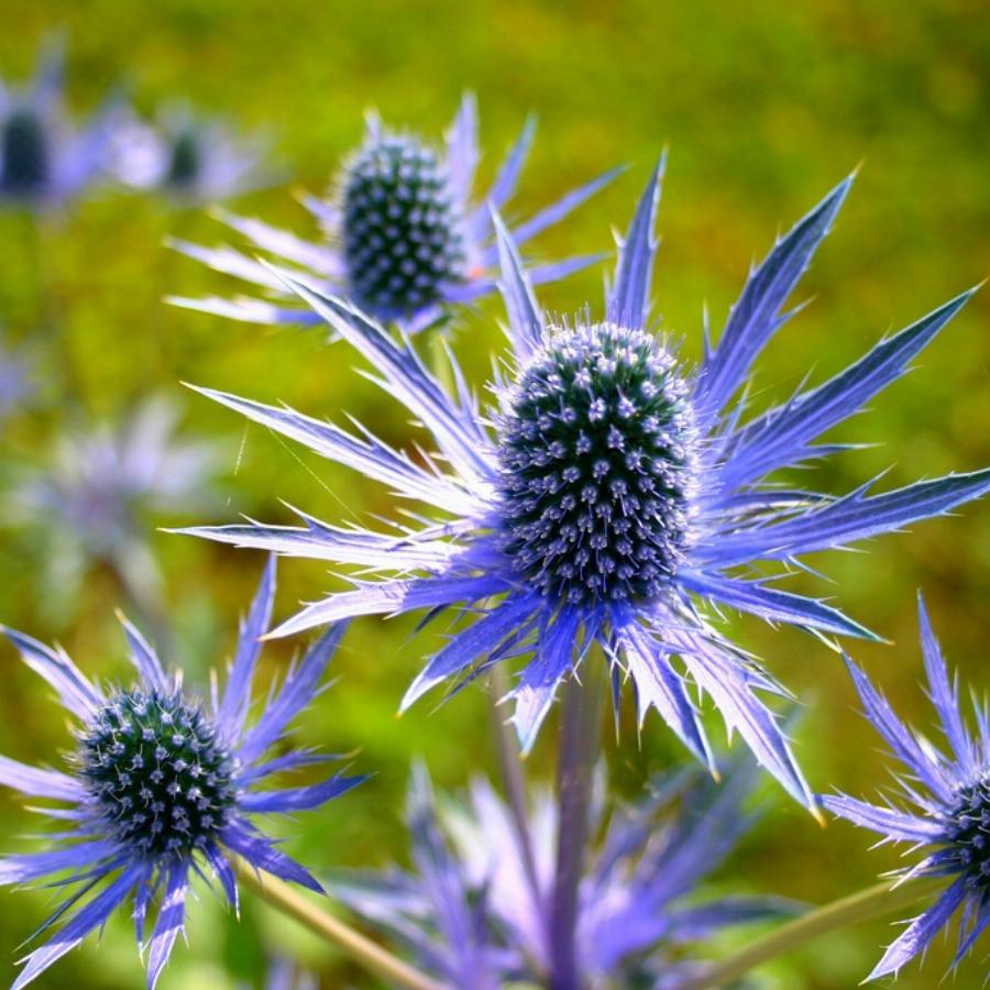 Синеголовник плосколистный Eryngium Planum