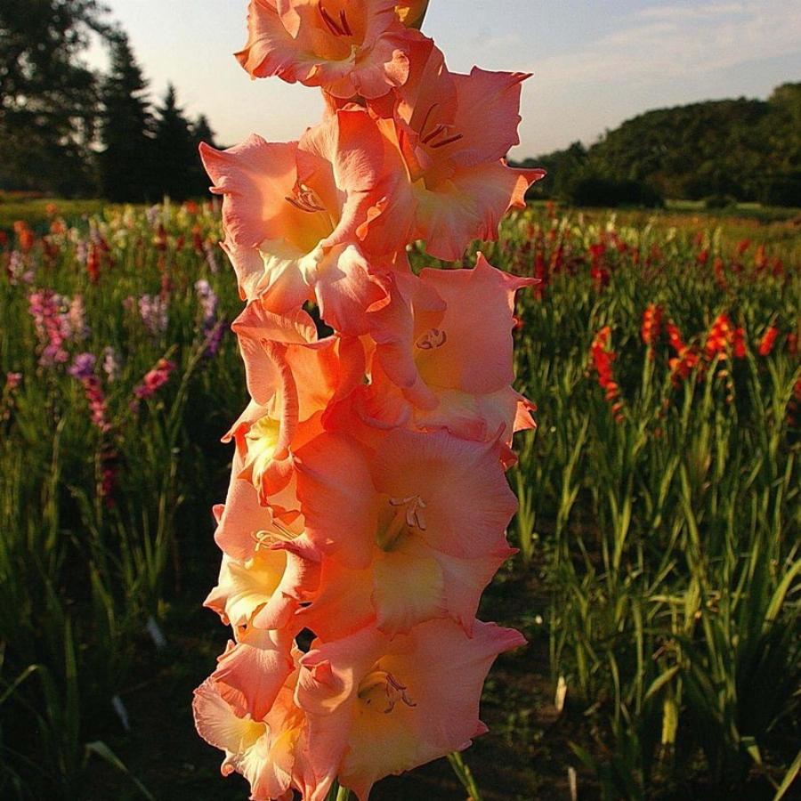 Песня гладиолусы падают на асфальт. Iridaceae Gladiolus Гладиолус гибридный. Гладиолус гибридный (Gladiolus 'Apollo').