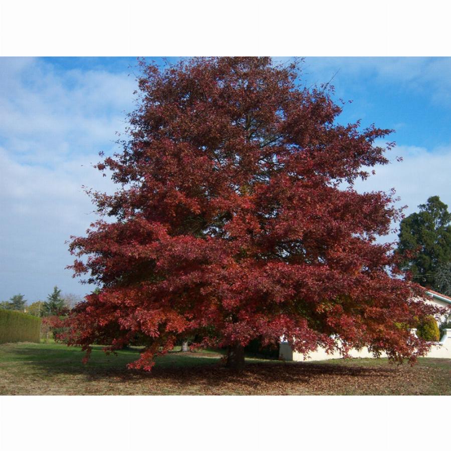 Дуб красный/Quercus rubra высота 350-400см; обхват ствола 12-14см