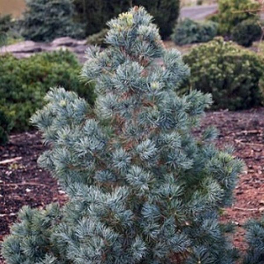 Pinus parviflora