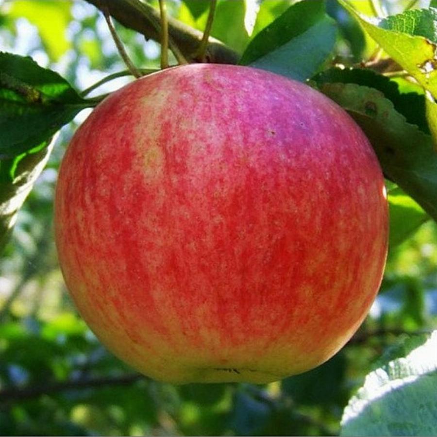 Яблоня осенняя полосатая фото