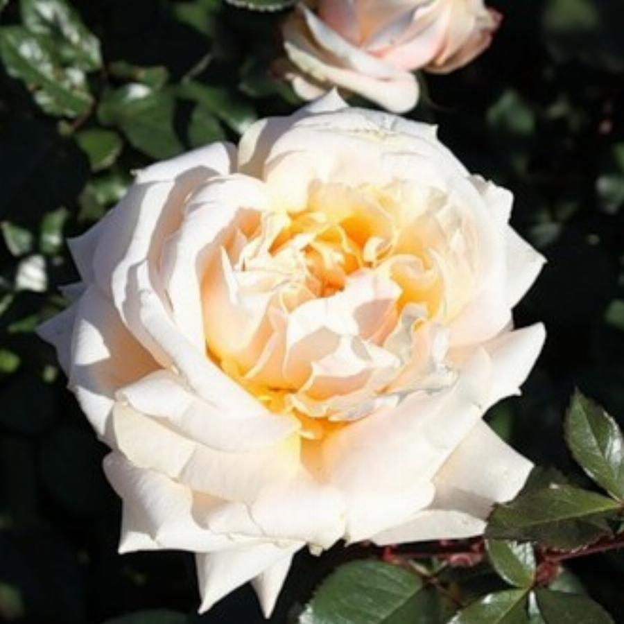 Роза барбадос фото и описание сорта