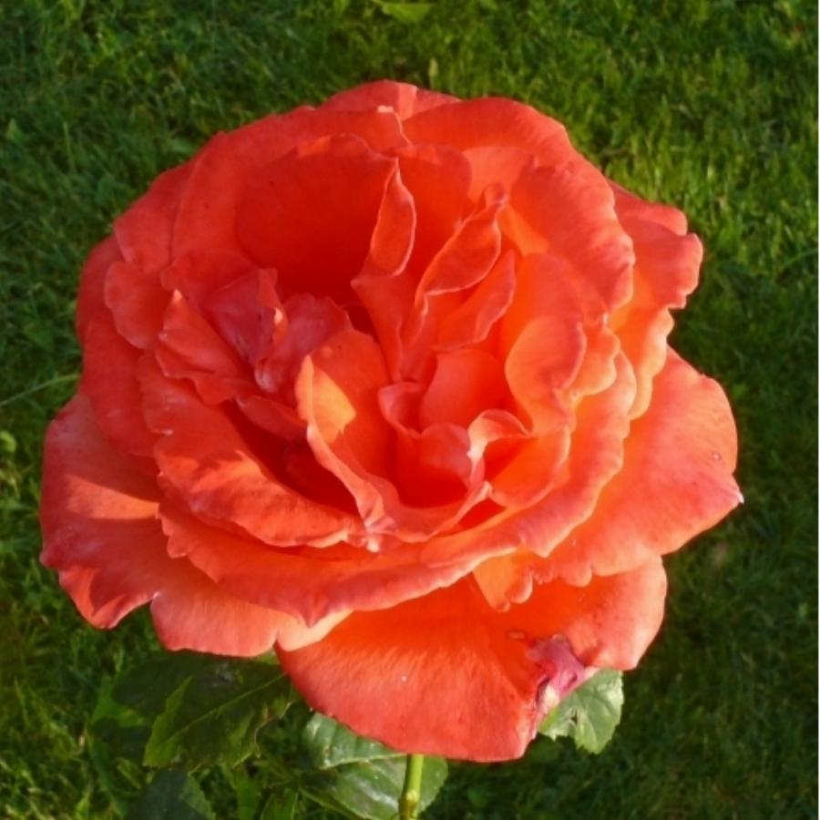 Роза тропикана фото и описание