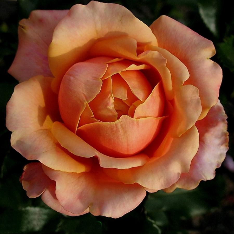Роза черри бренди фото описание