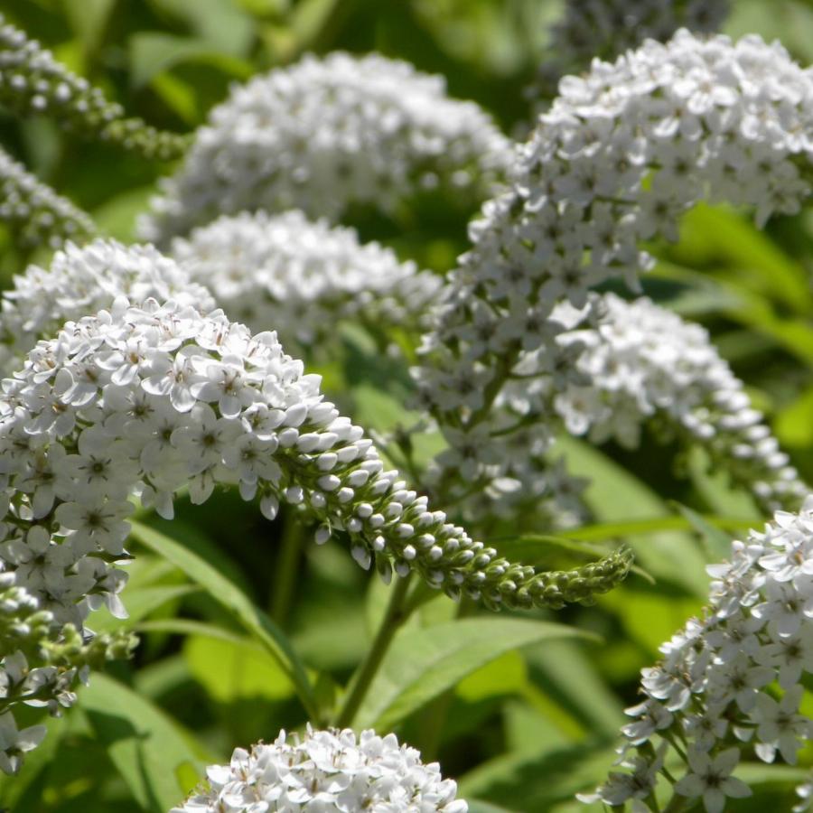 Вербейник Clethroides