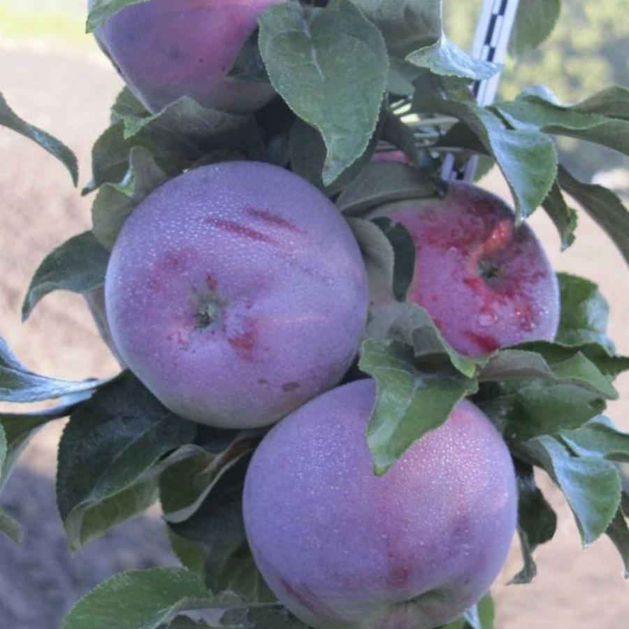 Колоновидная яблоня есения описание фото