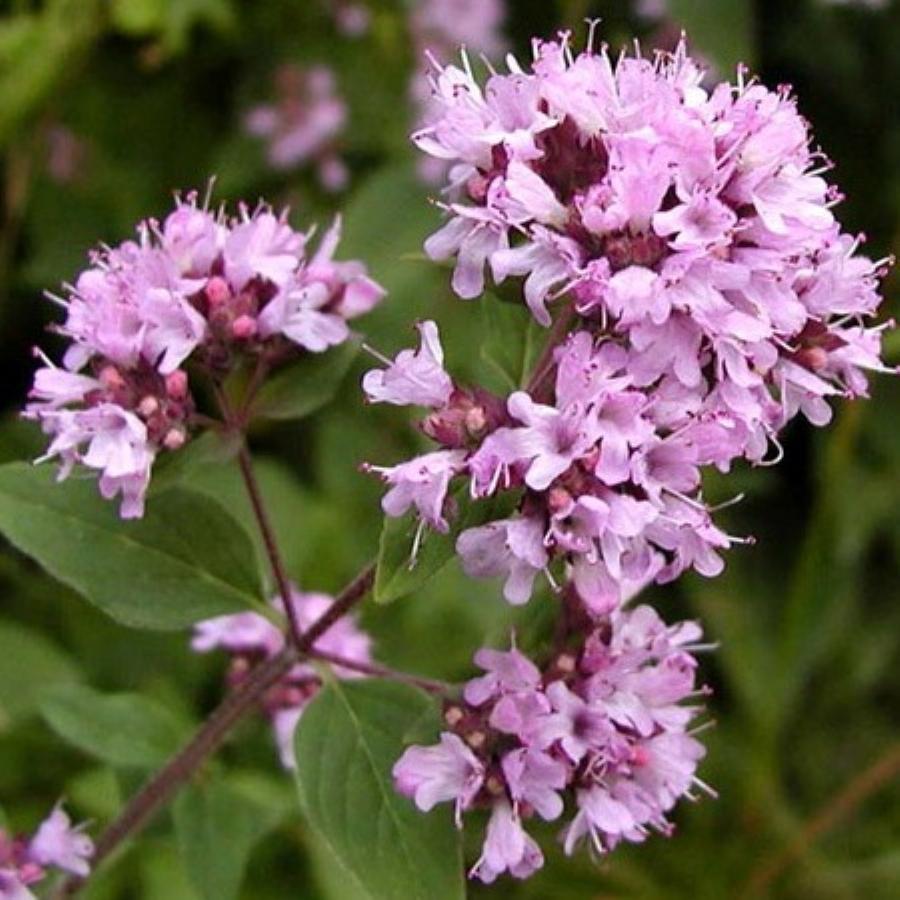 Душица обыкновенная Origanum vulgare сырье