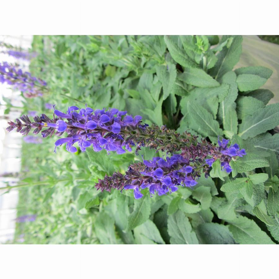 Шалфей Salvia Color Spires Azure Snow