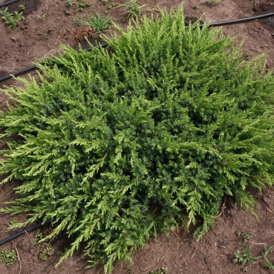 Можжевельник Прибрежный (Juniperus conferta)