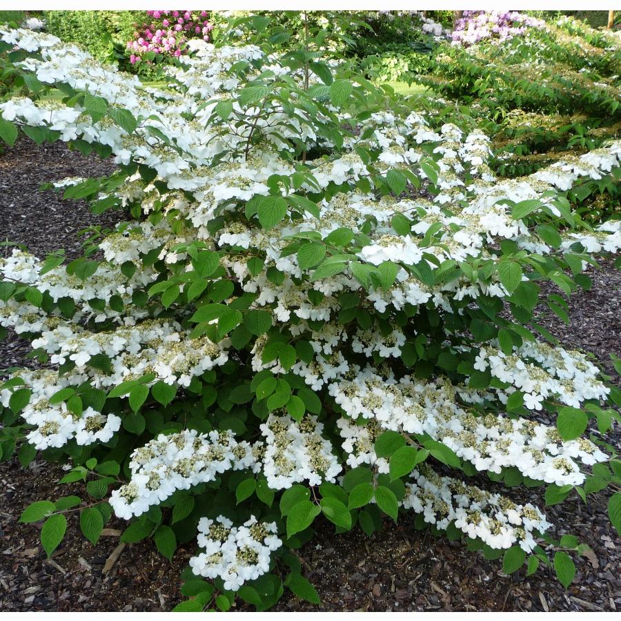 Калина складчатая 'Ватанабе' Viburnum plicatum 'watanabe'