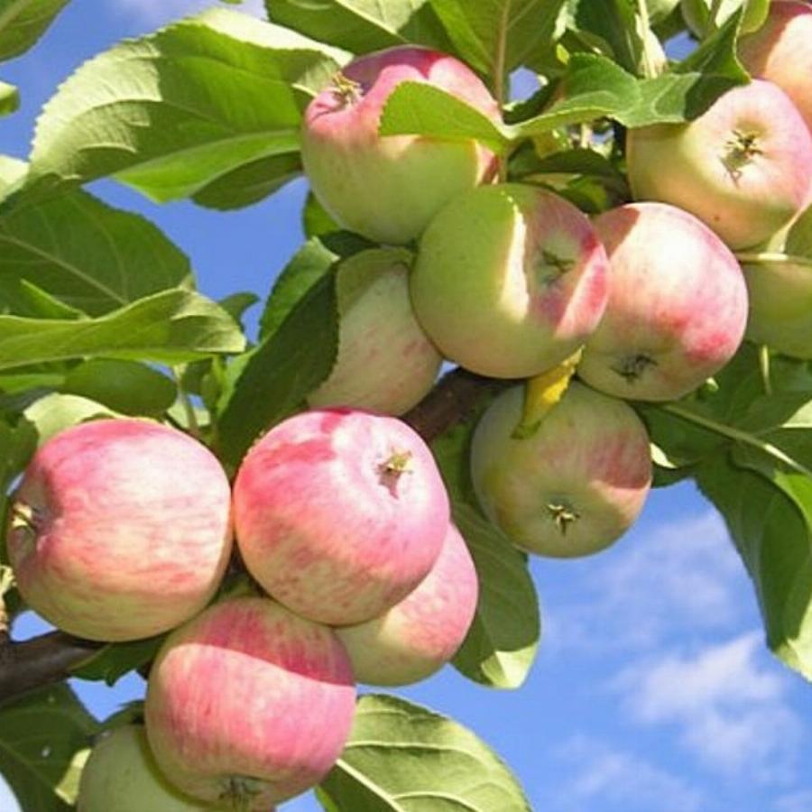 фото яблони персиянка