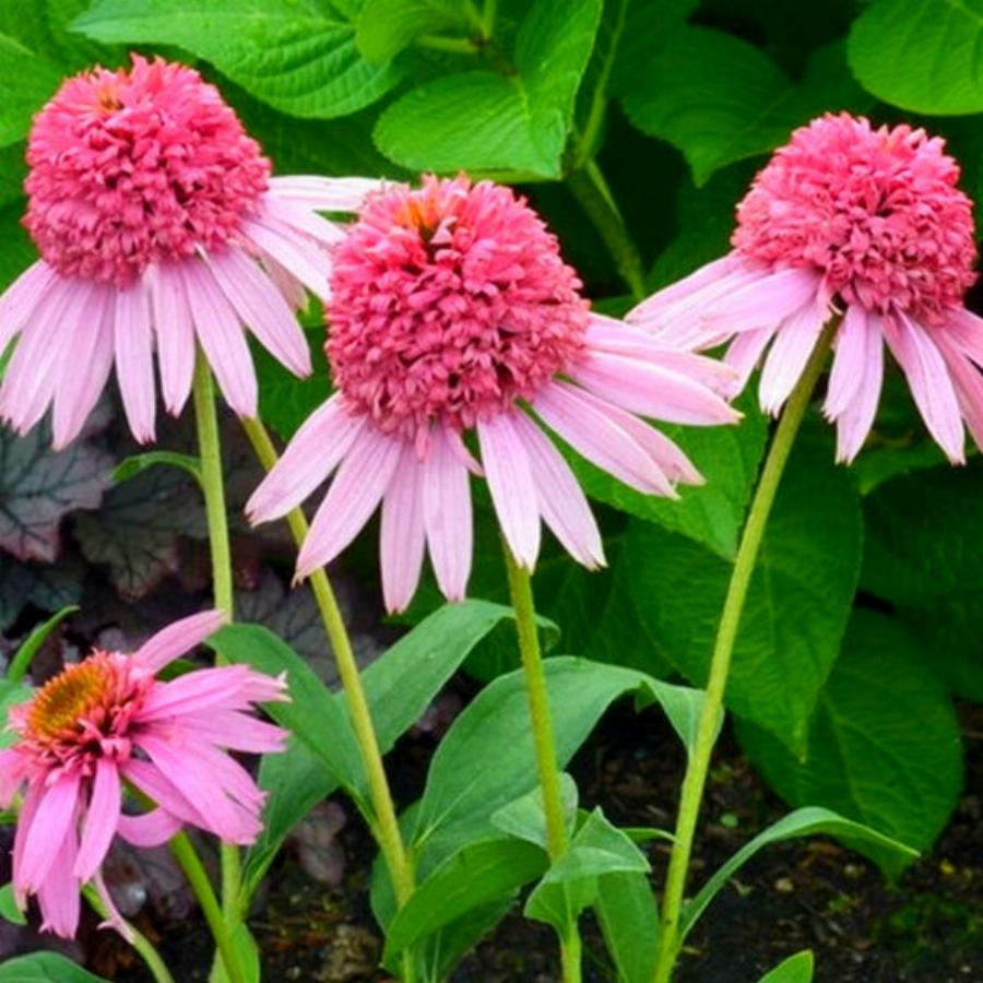 Эхинацея Echinacea Pink Tip