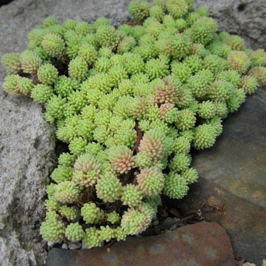 Очиток толстоветвистый Sedum pachyclados