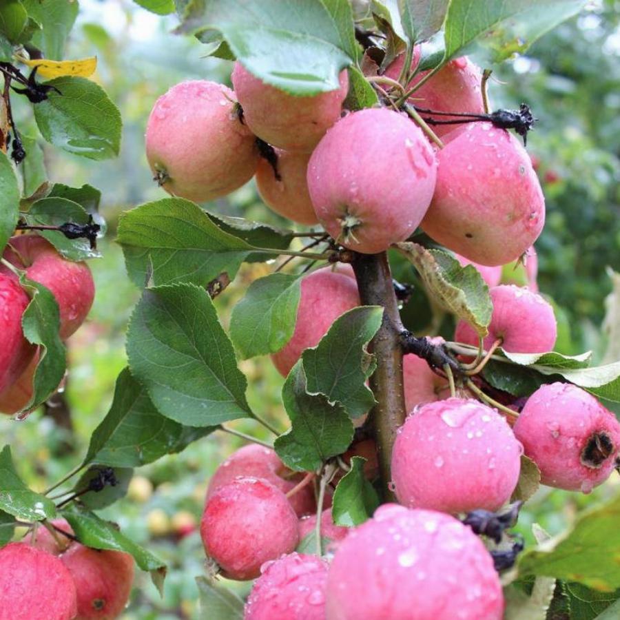 яблоки сибири фото