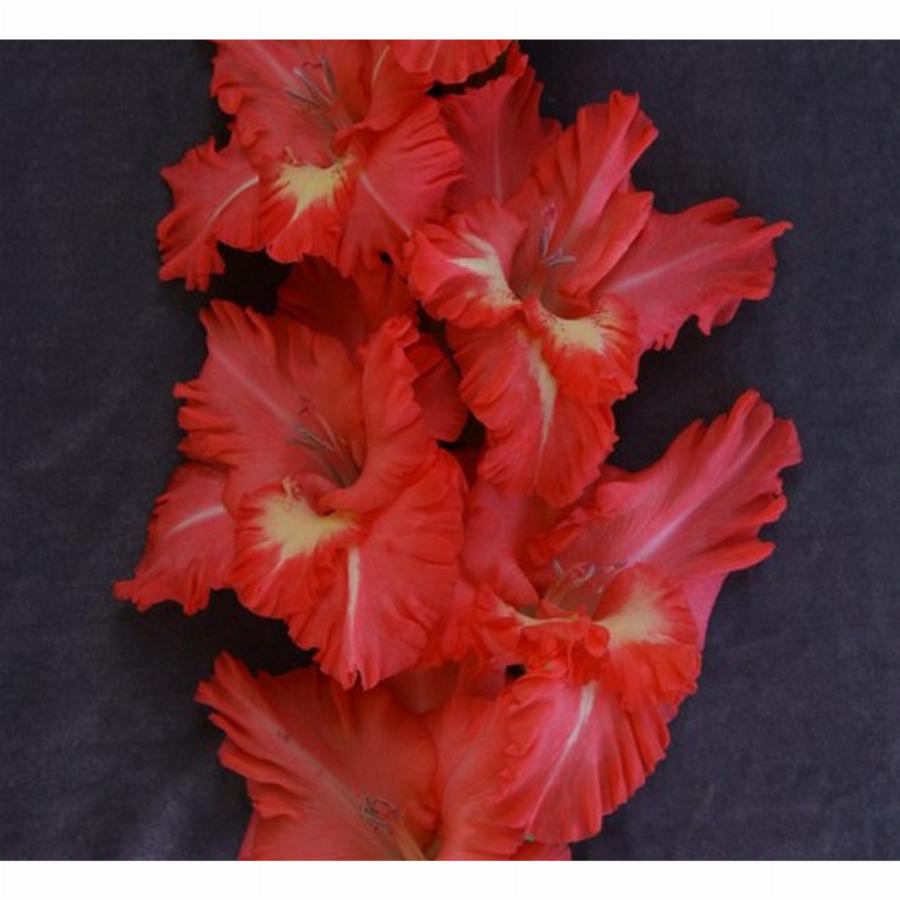 Гладиолус красная москва фото и описание сорта