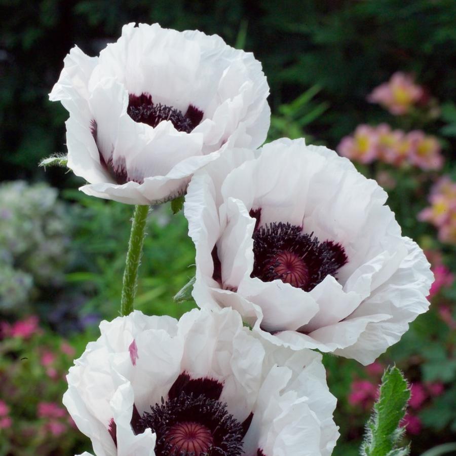 Мак цветок садовый многолетний фото