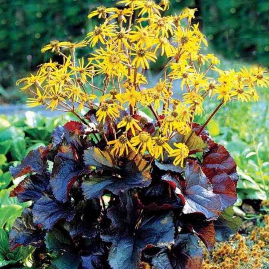 Цветы с коричневыми листьями фото и названия садовые