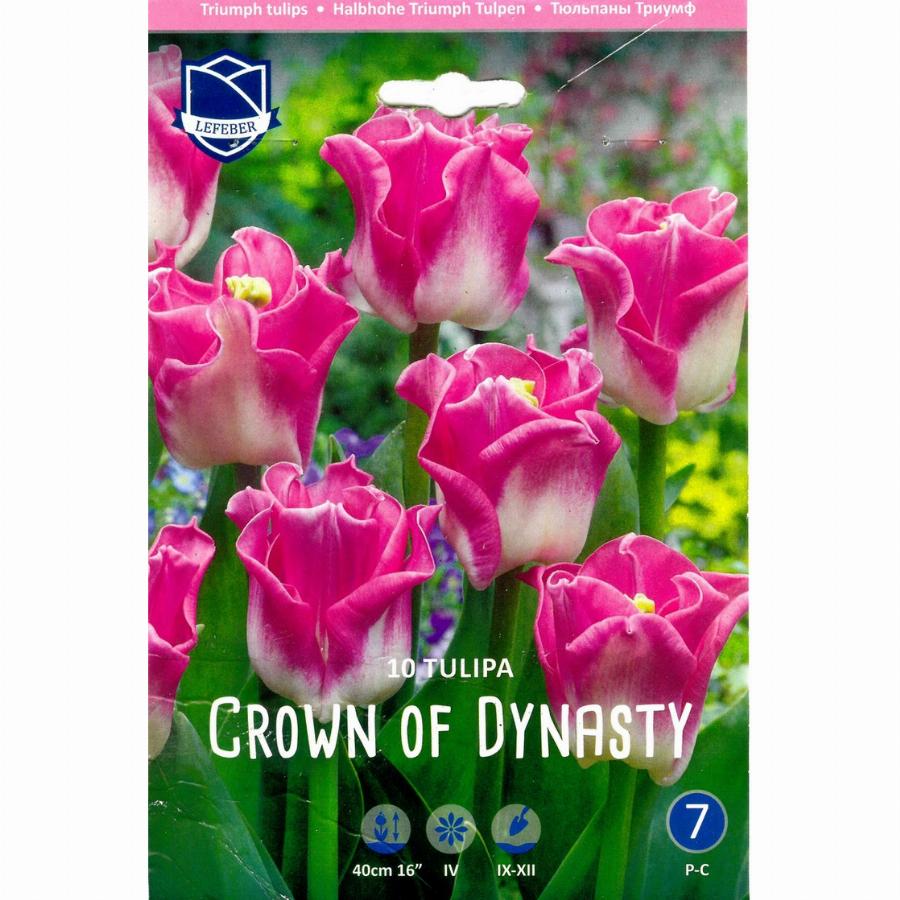Crown of dynasty тюльпан фото и описание