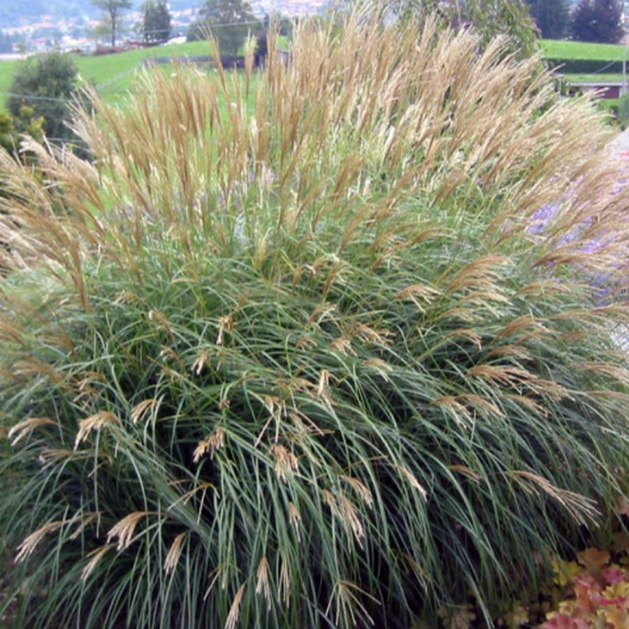 Мискантус описание. Мискантус sinensis Adagio. Miscanthus sinensis Adagio. Мискантус китайский Adagio. Мискантус китайский яки Джима.