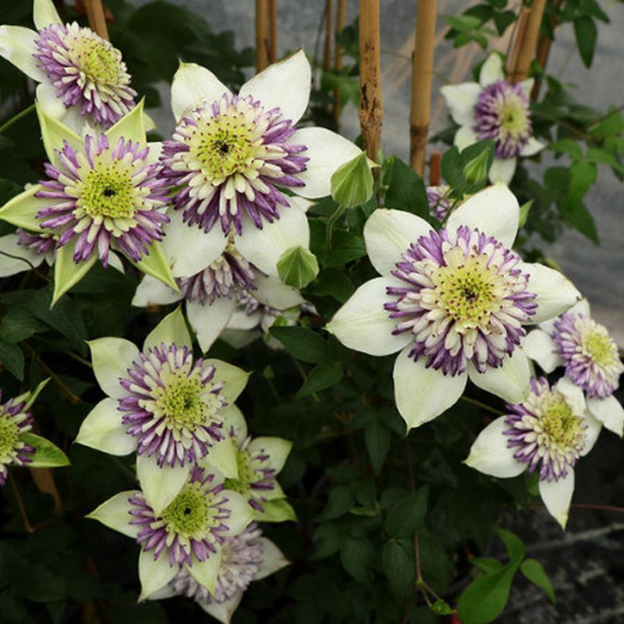 Клематис Clematis Viennetta