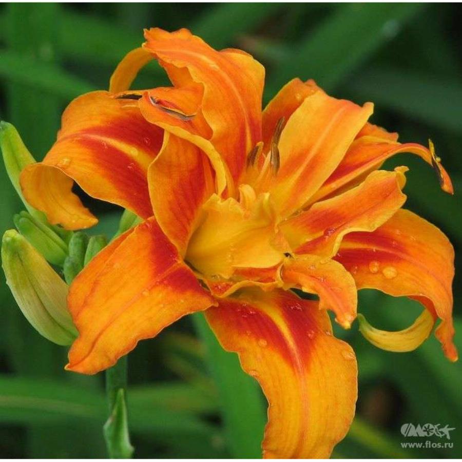 Лилейник Фульва Квансо (Hemerocallis Fulva Kwanso) С2