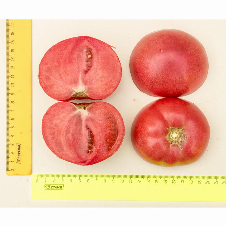 Семена томат Эволюция f1
