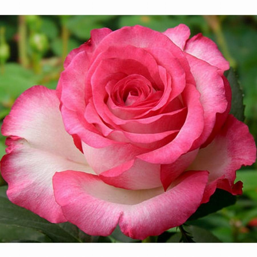 Роза тиара чайно гибридная фото и описание