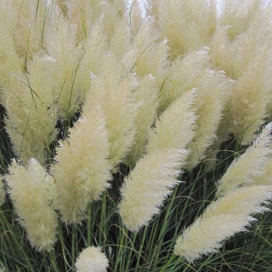 пампасная трава семена фото